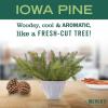 imageMRS MEYERS CLEAN DAY MultiSurface Cleaner Spray Cruelty Free Formula Iowa Pine 16 fl Oz Pack of 3Iowa Pine