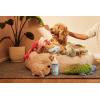 imageMRS MEYERS CLEAN DAY Pet Odor Neutralizer Orange Blossom Scent 16ozCoconut Leaf