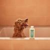 imageMRS MEYERS Clean Day 3 in 1 Dog Shampoo Sweet Chamomile Scent 14ozSweet Chamomile