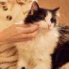 imageMRS MEYERS Clean Day Cat Deodorizing Spray Sweet Chamomile Scent 8ozWhite Peach