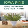 imageMRS MEYERS CLEAN DAY Liquid Dish Soap Biodegradable Formula Limited Edition Iowa Pine 16 fl oz16 Fl Oz Pack of 1