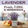 imageMRS MEYERS CLEAN DAY Liquid Dish Soap Biodegradable Formula Limited Edition Iowa Pine 16 fl oz48 Fl Oz Pack of 1